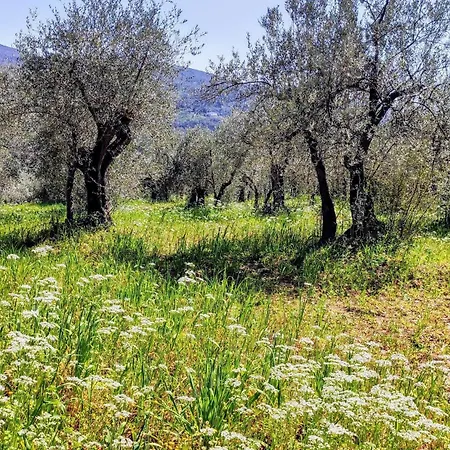 Bruscola San Casciano in Val di Pesa
